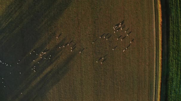 Aerial Drone Video Agriculture Farming Background Flock Sheep Fields Farm — Αρχείο Βίντεο