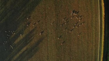 Aerial drone video of Sheep in fields on a farm in rural countryside farmland scenery, top down vertical shot of green fields and farm animals in English landscape, Gloucestershire, England, UK