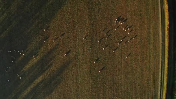 Aerial Drone Video Sheep Fields Farm Rural Countryside Farmland Scenery — Video Stock