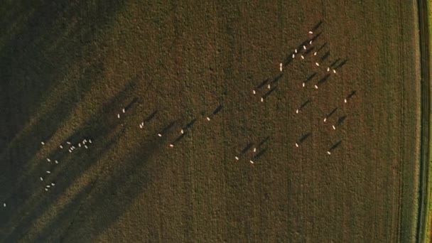 Aerial Drone Video Sheep Fields Farm Rural Countryside Farmland Scenery — стокове відео