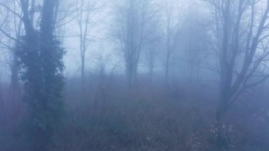 Aerial drone video of mysterious misty blue foggy Halloween woods with bare trees in mist in woodland in winter, spooky haunted forest rural scene, Cotswolds, Gloucestershire, England, UK