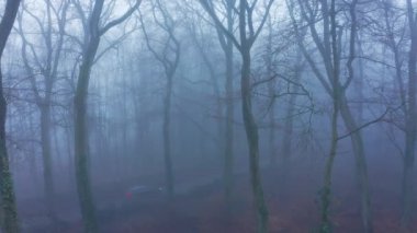 Aerial drone video of woods in misty foggy weather conditions with trees in mysterious blue woodlands in mist and fog, beautiful nature and mysterious landscape scenery in England, UK