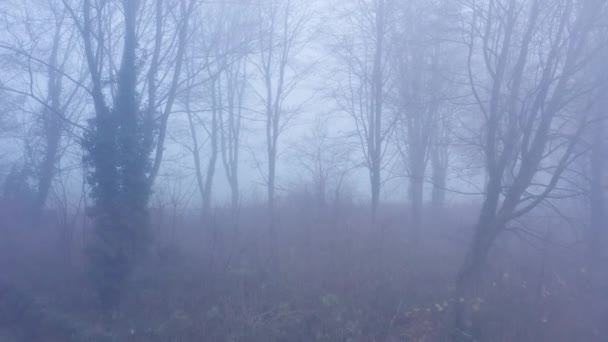 Aerial Drone Video Mysterious Misty Blue Foggy Woods Bare Trees — Video