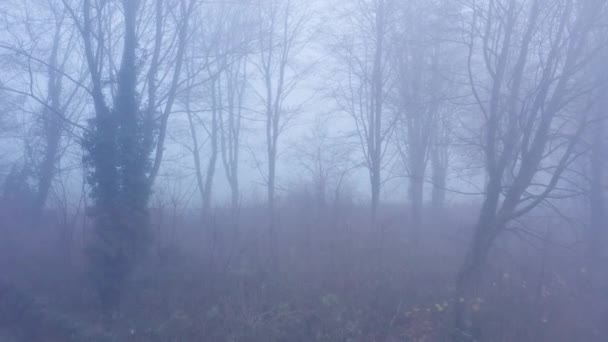 Aerial Drone Video Mysterious Misty Blue Foggy Woods Bare Trees — Αρχείο Βίντεο