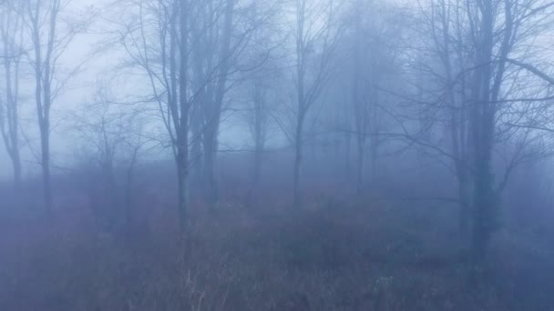 Aerial Drone Video Mysterious Misty Blue Foggy Woods Bare Trees — Stockvideo