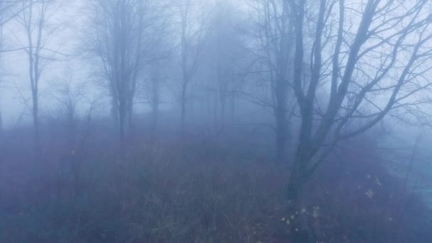 Aerial Drone Video Mysterious Misty Blue Foggy Woods Bare Trees — Vídeo de Stock