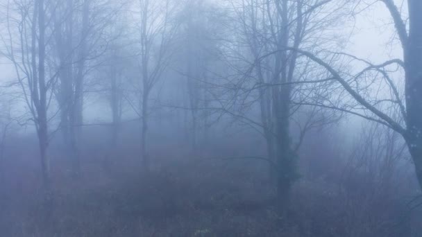 Aerial Drone Video Mysterious Misty Blue Foggy Woods Bare Trees — Video