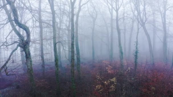 Aerial Drone Video Trees Thick Fog Weather Conditions Mysterious Woodlands — Video Stock