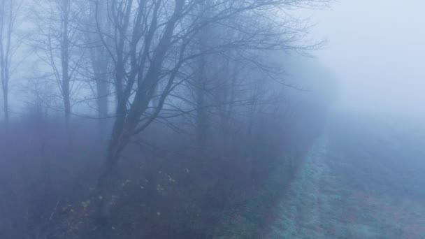 Aerial Drone Video Mysterious Misty Blue Foggy Woods Bare Trees — Αρχείο Βίντεο