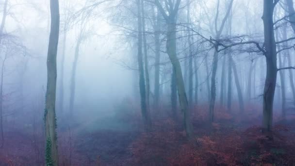 Aerial Drone Video Woods Misty Foggy Weather Conditions Autumn Trees — Vídeo de stock