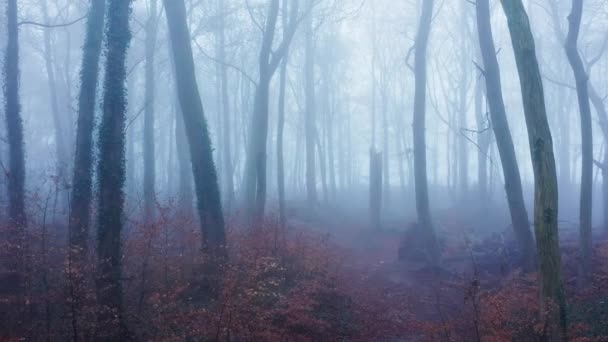 Aerial Drone Video Haunted Halloween Woods Scene Misty Foggy Weather — Stockvideo