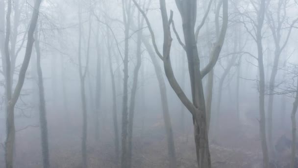 Aerial Drone Video Woods Misty Foggy Weather Conditions Trees Mysterious — Vídeo de stock