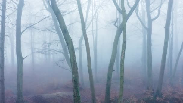 Aerial Drone Video Woods Misty Foggy Weather Conditions Bare Trees — Vídeo de Stock