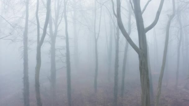 Aerial Drone Video Woods Misty Foggy Weather Conditions Bare Trees — Αρχείο Βίντεο