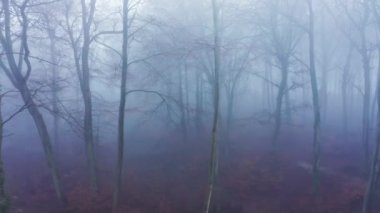Aerial drone video of woods in misty foggy weather conditions with trees in mysterious blue woodlands in mist and fog, beautiful nature and mysterious landscape scenery in England, UK