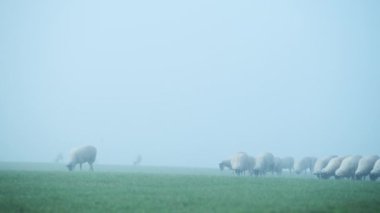 Flock of sheep in a green field, farm animals in rural countryside scene on a farm in agricultural farmland in thick mist and fog, typical English agriculture scenery landscape scenery, England, UK