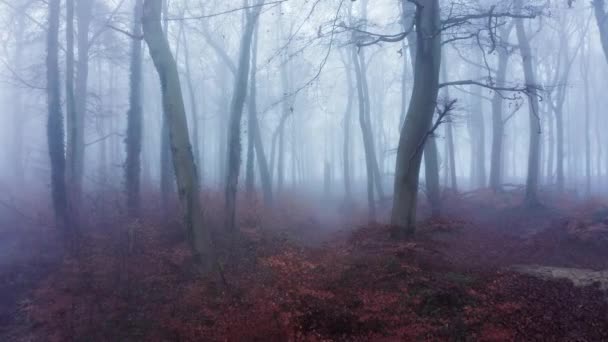 Aerial Drone Video Autumn Trees Thick Fog Weather Conditions Mysterious — Vídeo de Stock