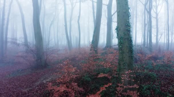 Aerial Drone Video Trees Thick Fog Weather Conditions Mysterious Woodlands — Stockvideo