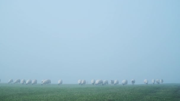 Flock Sheep Green Field Farm Animals Rural Countryside Scene Farm — Vídeo de Stock