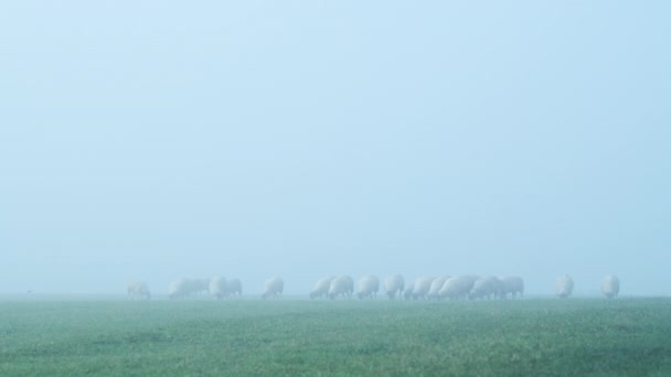 Flock Sheep Green Field Farm Animals Rural Countryside Scene Farm — Video