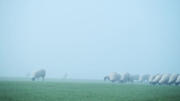 Flock Sheep Green Field Farm Animals Rural Countryside Scene Farm — 图库视频影像