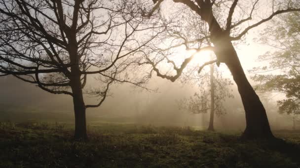 Beautiful Nature Forest Scenery Woodlands Sunrise Sunbeams Shining Bare Trees — Vídeo de stock