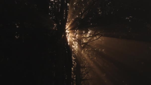 Trees Misty Foggy Weather Conditions Woods Mist Fog Forest Bright — Video