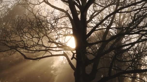 Trees Misty Foggy Weather Conditions Woods Mist Fog Forest Bright — Stockvideo