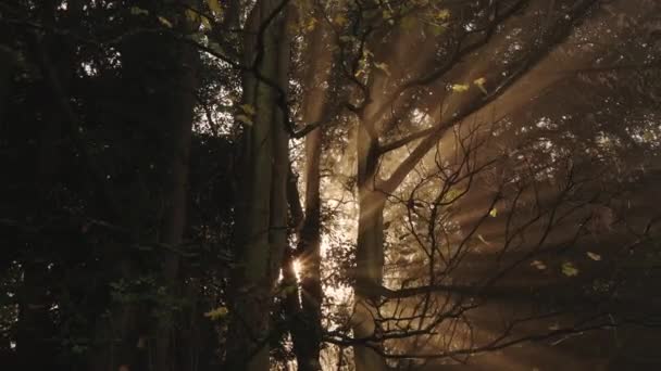 Amazing Nature Forest Woods Landscape Scenery Trees Misty Foggy Weather — Vídeos de Stock