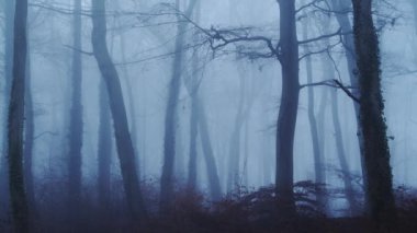 Beautiful nature shot of amazing landscape scenery of trees in a woods, woodlands in foggy misty blue weather conditions, thick fog and mist mysterious atmospheric haunted spooky halloween scene, England, UK