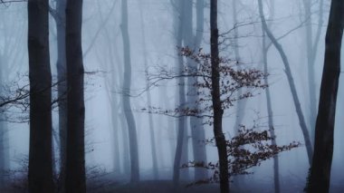 Haunted woods with mysterious spooky scary bare trees and woodlands in dark blue forest landscape scenery with thick fog and mist in beautiful atmospheric foggy misty weather conditions, England, UK