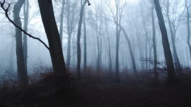 Haunted woods with mysterious spooky scary bare trees and woodlands in dark blue forest landscape scenery with thick fog and mist in beautiful atmospheric foggy misty weather conditions, England, UK