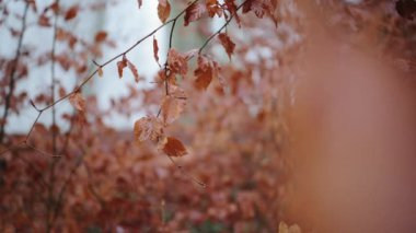 Orange autumn leaves close up of trees in a misty and foggy forest with mist and fog creating a mysterious spooky haunted woods atmosphere in a woodlands in rural countryside in England, UK