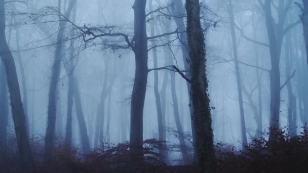 Beautiful Nature Shot Amazing Landscape Scenery Trees Woods Woodlands Foggy — Video Stock