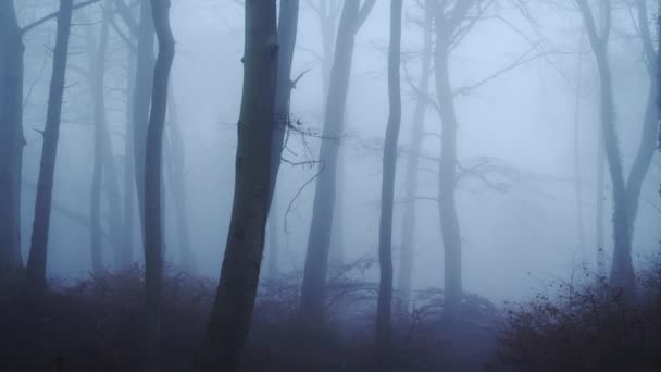 Foggy Woods Thick Fog Weather Conditions Bare Winter Trees Mysterious — Vídeo de Stock