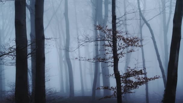 Haunted Woods Mysterious Spooky Scary Bare Trees Woodlands Dark Blue — Αρχείο Βίντεο
