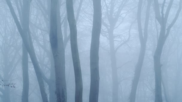 Nature Background Copy Space Foggy Woods Thick Fog Weather Conditions — Vídeo de Stock