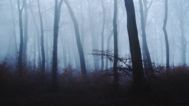 Haunted Woods Mysterious Spooky Scary Bare Trees Woodlands Dark Blue — Stock Video