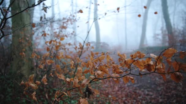 Orange Autumn Leaves Close Trees Misty Foggy Forest Mist Fog — Vídeo de Stock