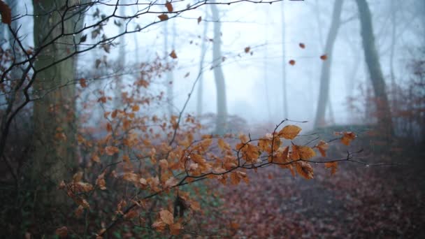 Orange Autumn Leaves Close Trees Misty Foggy Forest Mist Fog — Vídeo de Stock