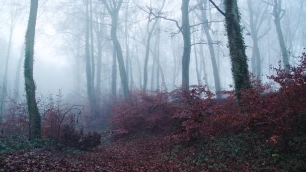 Beautiful Nature Shot Amazing Landscape Scenery Trees Woods Woodlands Foggy — Αρχείο Βίντεο