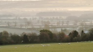 Flock of sheep in a green field, rural countryside farm in farmland on a misty morning, typical English landscape scene of British landscape scenery in The Cotswolds, Gloucestershire, England, UK