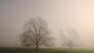 Bare oak tree in misty foggy orange sunrise sun light, mist and fog weather conditions in UK with large winter trees in a field in the countryside, rural English scene, Cotswolds, England, UK