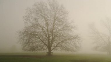 Bare oak tree in misty foggy orange sunrise sun light, mist and fog weather conditions in UK with large winter trees in a field in the countryside, rural English scene, Cotswolds, England, UK