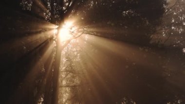 Beautiful nature forest scenery in woodlands at sunrise, sunbeams shining through bare trees in misty foggy weather, magical atmospheric mist and fog in the woods, England, UK