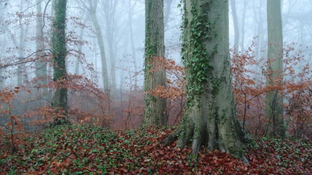 Beautiful Nature Shot Amazing Landscape Scenery Trees Woods Woodlands Foggy — Stock videók
