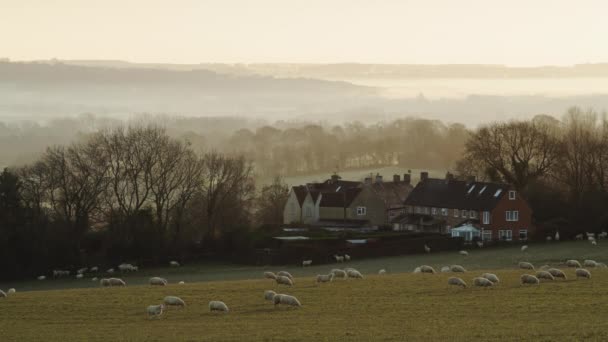 Flock Sheep Green Field Rural Countryside Farm Farmland Misty Sunrise — Wideo stockowe
