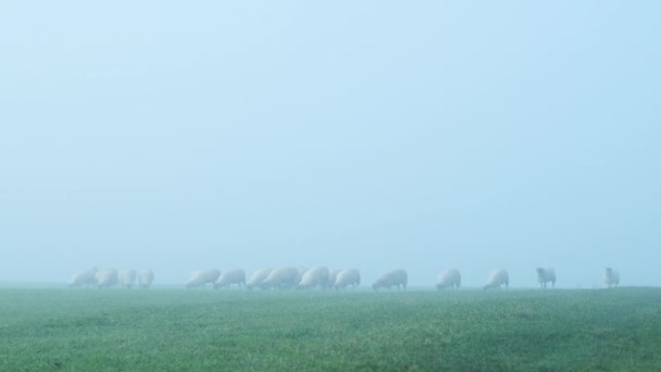 Flock Sheep Green Field Farm Animals Rural Countryside Scene Farm — стоковое видео