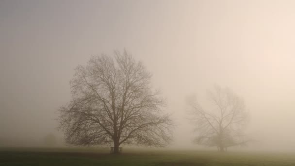 Bare Oak Tree Misty Foggy Orange Sunrise Sun Light Mist — 图库视频影像