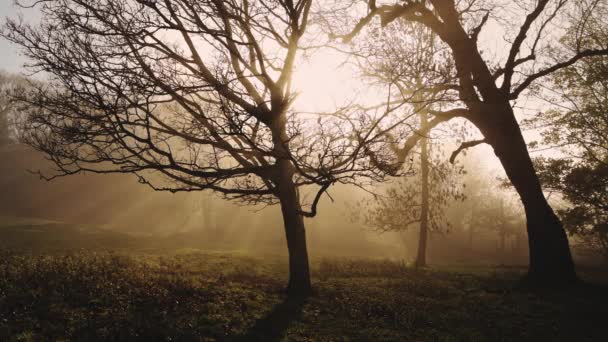 Amazing Nature Forest Woods Landscape Scenery Trees Misty Foggy Weather — Vídeo de Stock